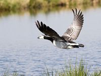 Flying goose