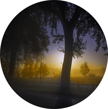 Boom in het vroege ochtend licht van Jan Fotografie