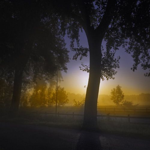 Tree in the early morning light