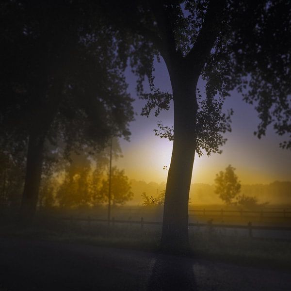 Tree in the early morning light by Jan Fotografie