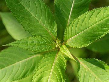 Himalayan balsam by Achim Prill