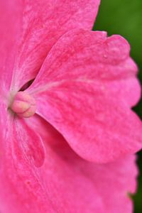 Rosen hortsensia von Shutterbalance