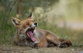 Gapende vos sur Menno Schaefer