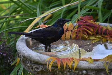 A bronze grackle in the garden by Claude Laprise