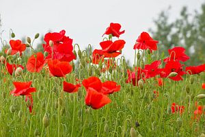 Blühender Mohn