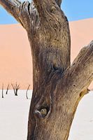 Gros plan dans le Sossusvlei