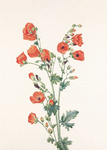 Scarlet Globe Mallow From North American Wildflowers (1925) By Mary Vaux Walcott by Pictufy 