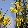 Yellow flowers van Marco de Groot