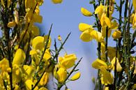Yellow flowers von Marco de Groot Miniaturansicht