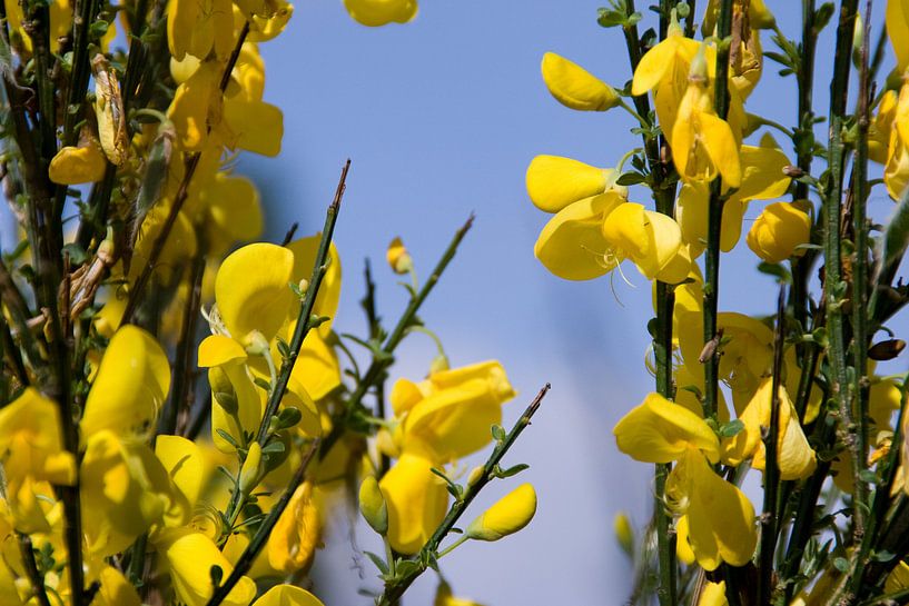 Yellow flowers von Marco de Groot