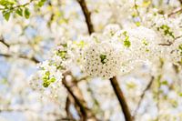 Witte kersenbloesems