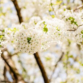 Fleurs de cerisier blanches sur Catrin Grabowski