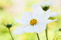 Fresh, white flowers in the garden.