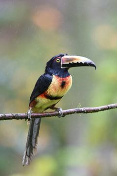 Oiseaux du Costa Rica : Aracari à collier (Aracari à collier) sur Rini Kools