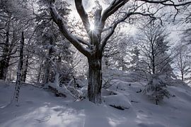 Winter Forest in the Vosges by Tanja Voigt
