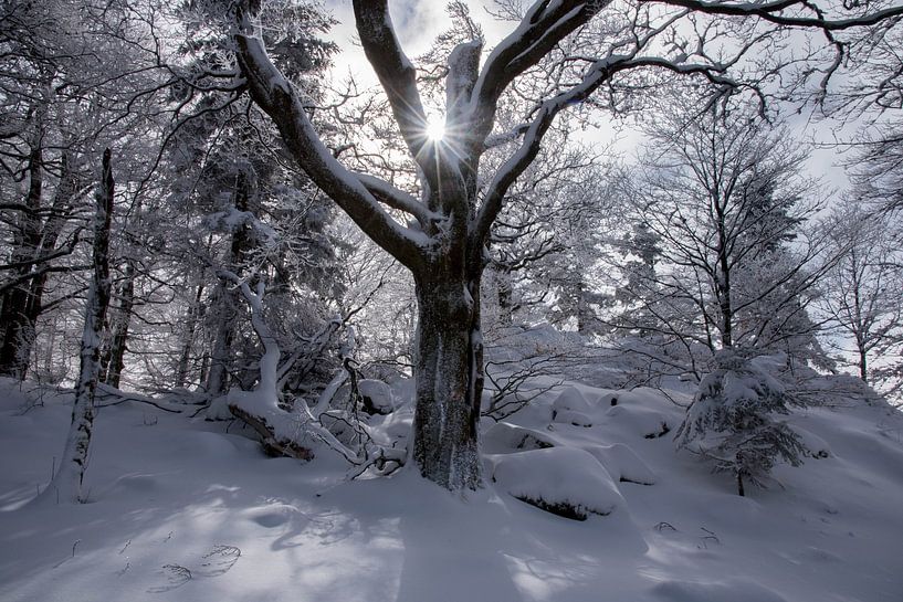 Winterwald in den Vogesen von Tanja Voigt