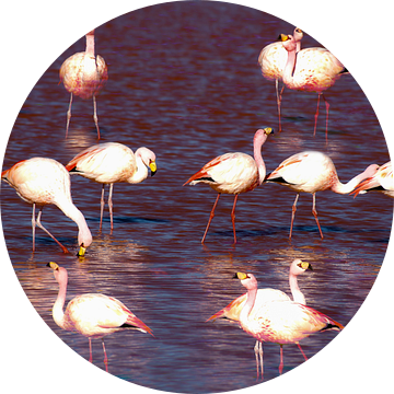 flamingo's van Stefan Havadi-Nagy