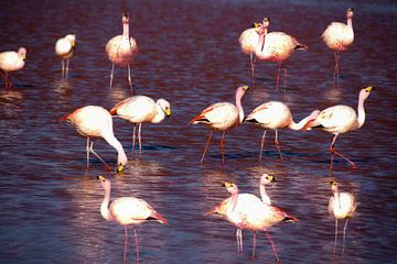 flamants roses sur Stefan Havadi-Nagy