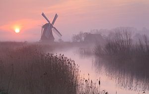 Purple Dawn van Sander van der Werf