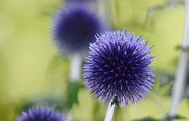 a beautiful blue ball thistle
