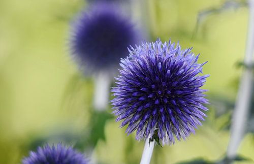 a beautiful blue ball thistle