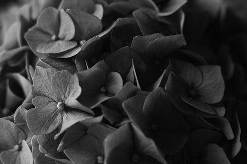 Hortensia in zachte grijswaarden