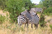 zebras double-striped