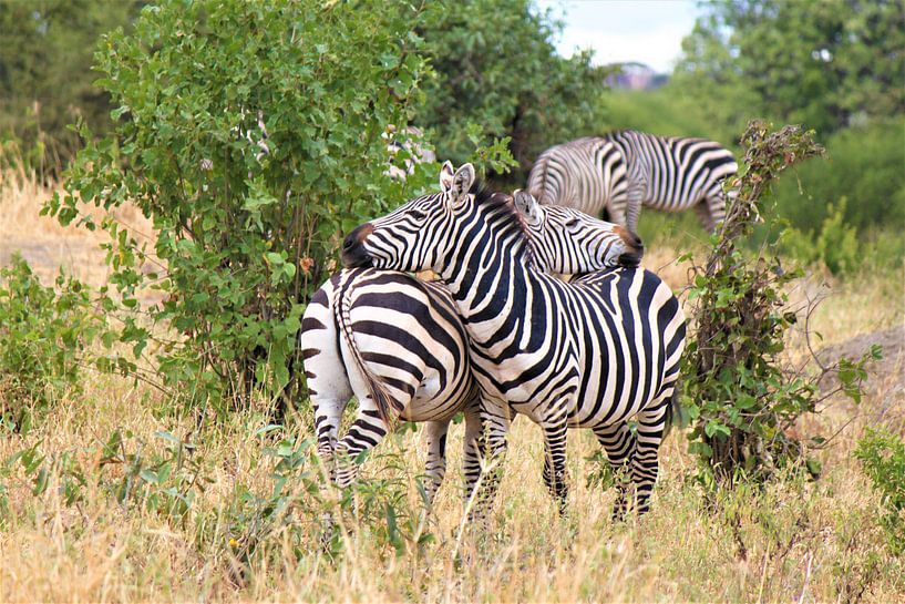zebras double-striped by Roger Hagelstein