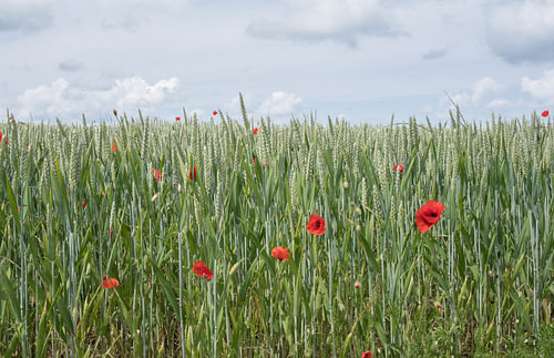 Poppies everywhere, among the corn in Normandy