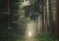 Grüner, nebliger und stimmungsvoller Wald