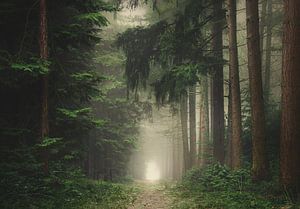 Grüner, nebliger und stimmungsvoller Wald
