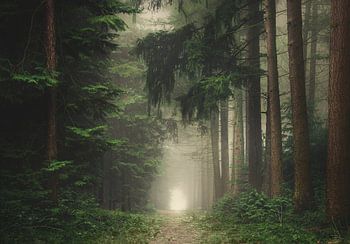 Grüner, nebliger und stimmungsvoller Wald