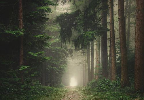 Groen mistig en sfeervol bos