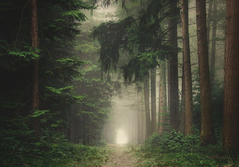 Grüner, nebliger und stimmungsvoller Wald von Rob Visser