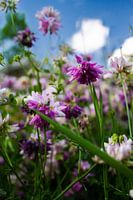 Wild blühende Frühlingsblumen | Stillleben Naturfotografie