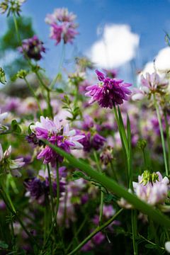 Wild blühende Frühlingsblumen | Stillleben Naturfotografie