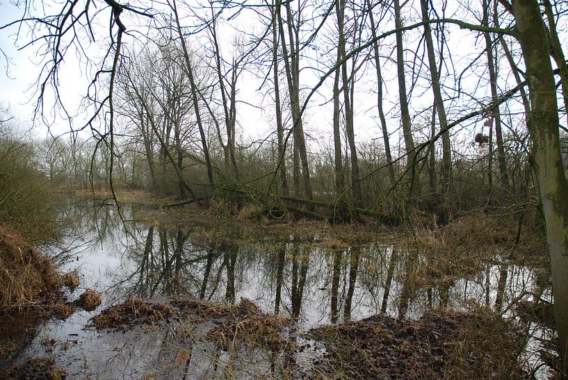 Bomen weerspiegeling in het water. von Ingrid Van Maurik