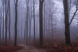 Trees in the fog by Moetwil en van Dijk - Fotografie