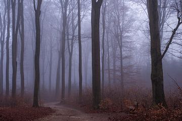 Trees in the fog