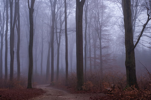 Bomen in de mist