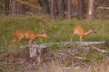 Ree in het bos