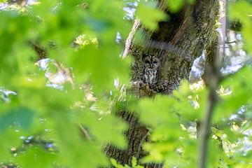 Chouette hulotte, bien camouflée