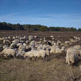 Troupeau de moutons sur la lande sur Remco Schoonderwoert