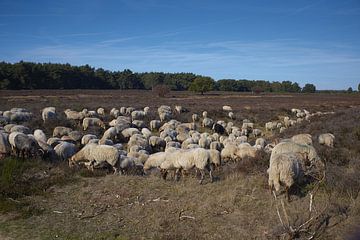 Troupeau de moutons sur la lande sur Remco Schoonderwoert