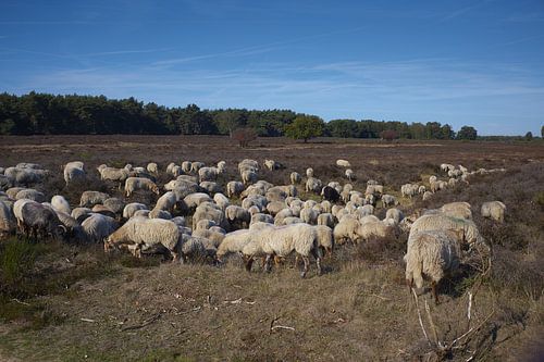 kudde schapen op de heide