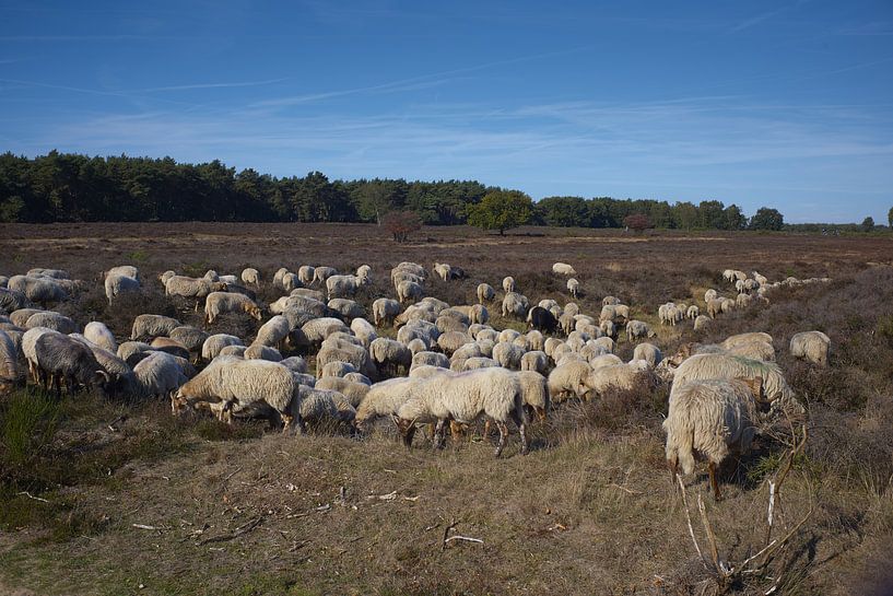flock of sheep on the heath by Remco Schoonderwoert