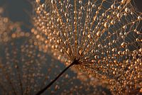Droplets on an "umbrella" of the fluff ball