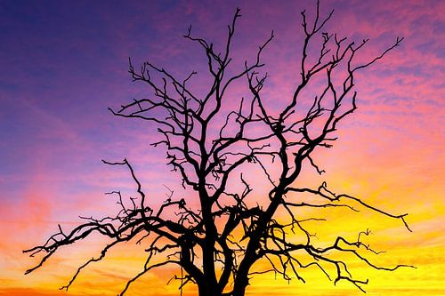 Sunset on the Veluwe