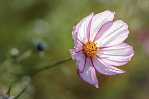 Cosmea van Rob Boon