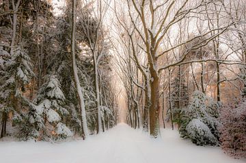 Winter in het bos van Bas Wolfs